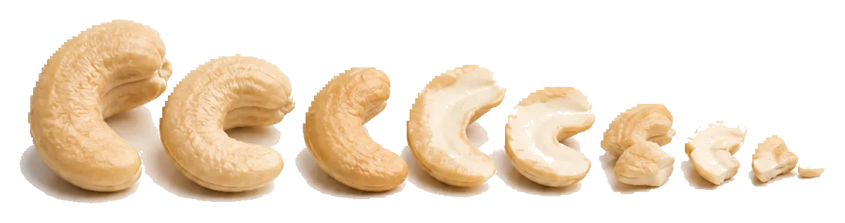 Graded cashews laid out by size for comparison